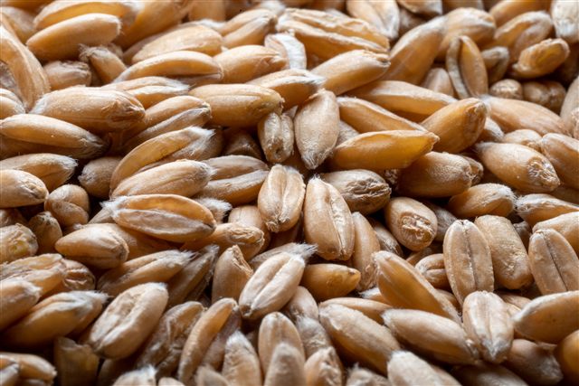 Fusek Flour Co. Sungold spelt berries